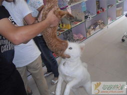 格子铺出租与寄卖服务的市场新趋势